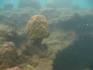 巴布亞新畿內火山口附近的珊瑚礁結構在酸化環境下逐漸剝落。（照片來源：香港大學太古海洋研究所Bayden Russell）